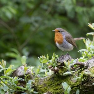 A eurasian robin redbreast bird perched in local woodlands