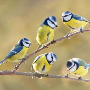 Group of little birds sitting on the branch of tree on blurred background. The blue tit ( Parus caeruleus )